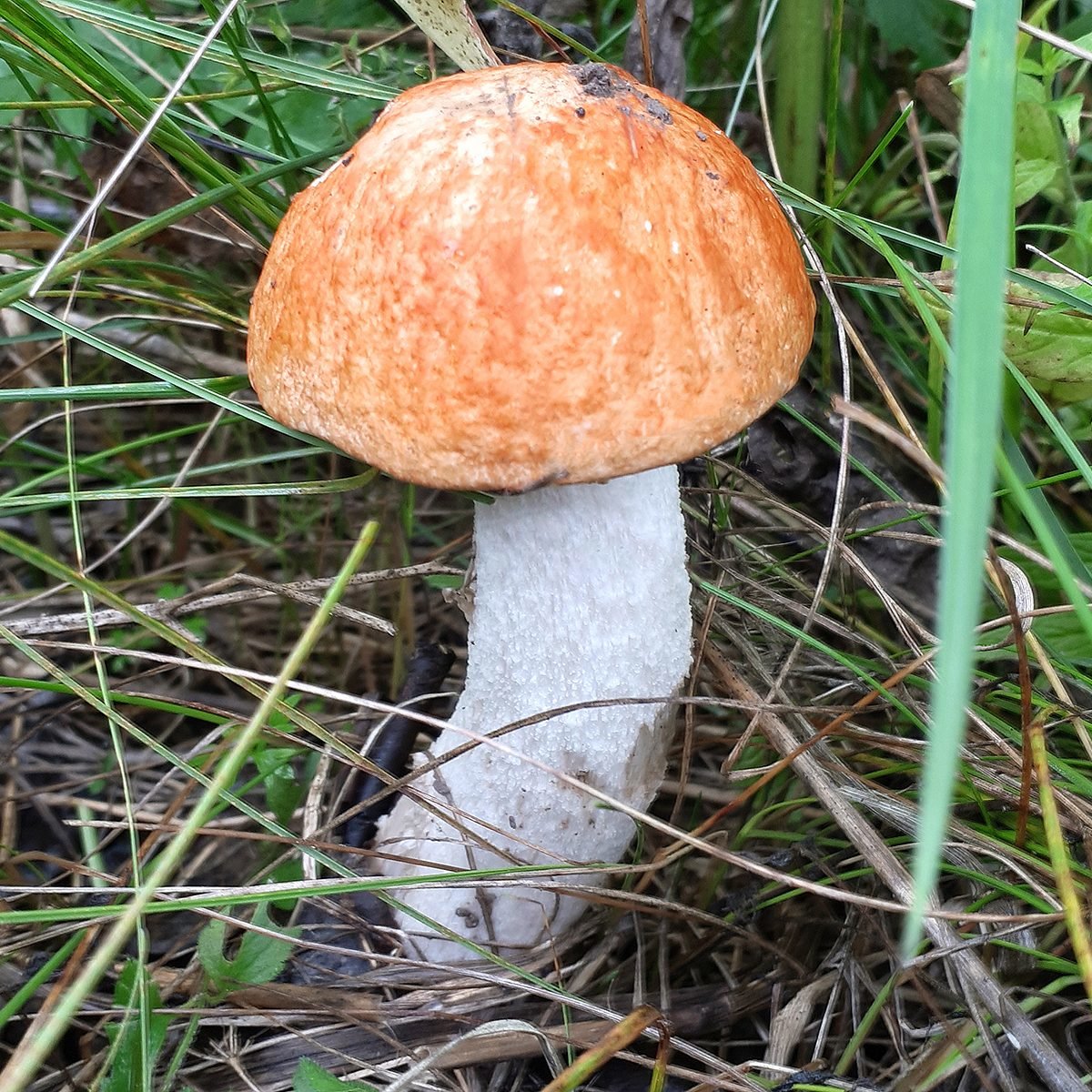 Подосиновик белоножковый - Leccinum albostipitatum