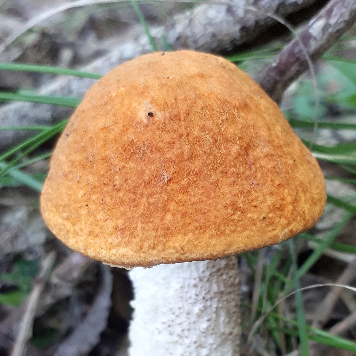 Подосиновик белоножковый - Leccinum albostipitatum