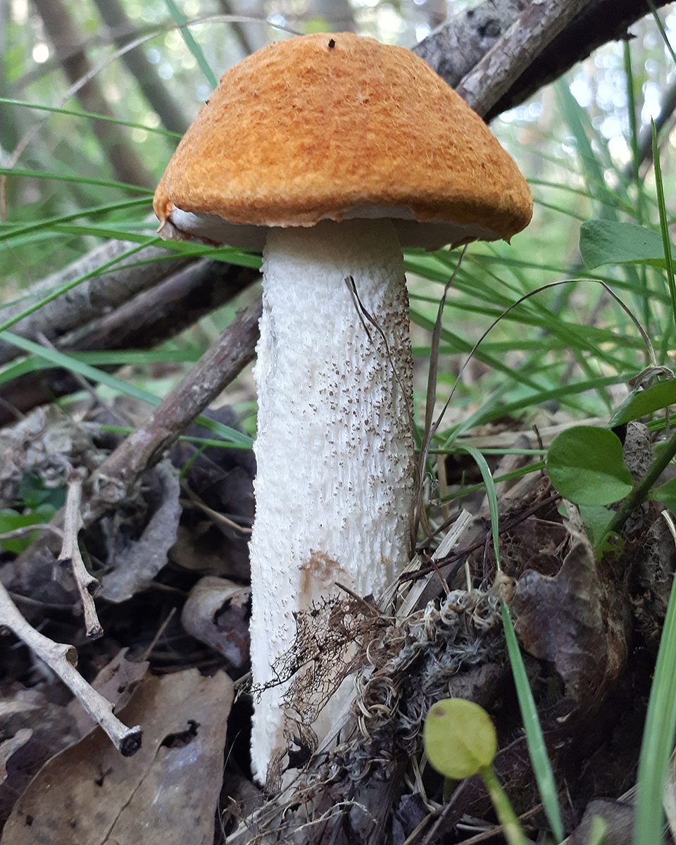 Подосиновик белоножковый - Leccinum albostipitatum