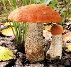 Подосиновик красный (Leccinum aurantiacum)