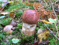 Подосиновик сосновый (Leccinum vulpinum)