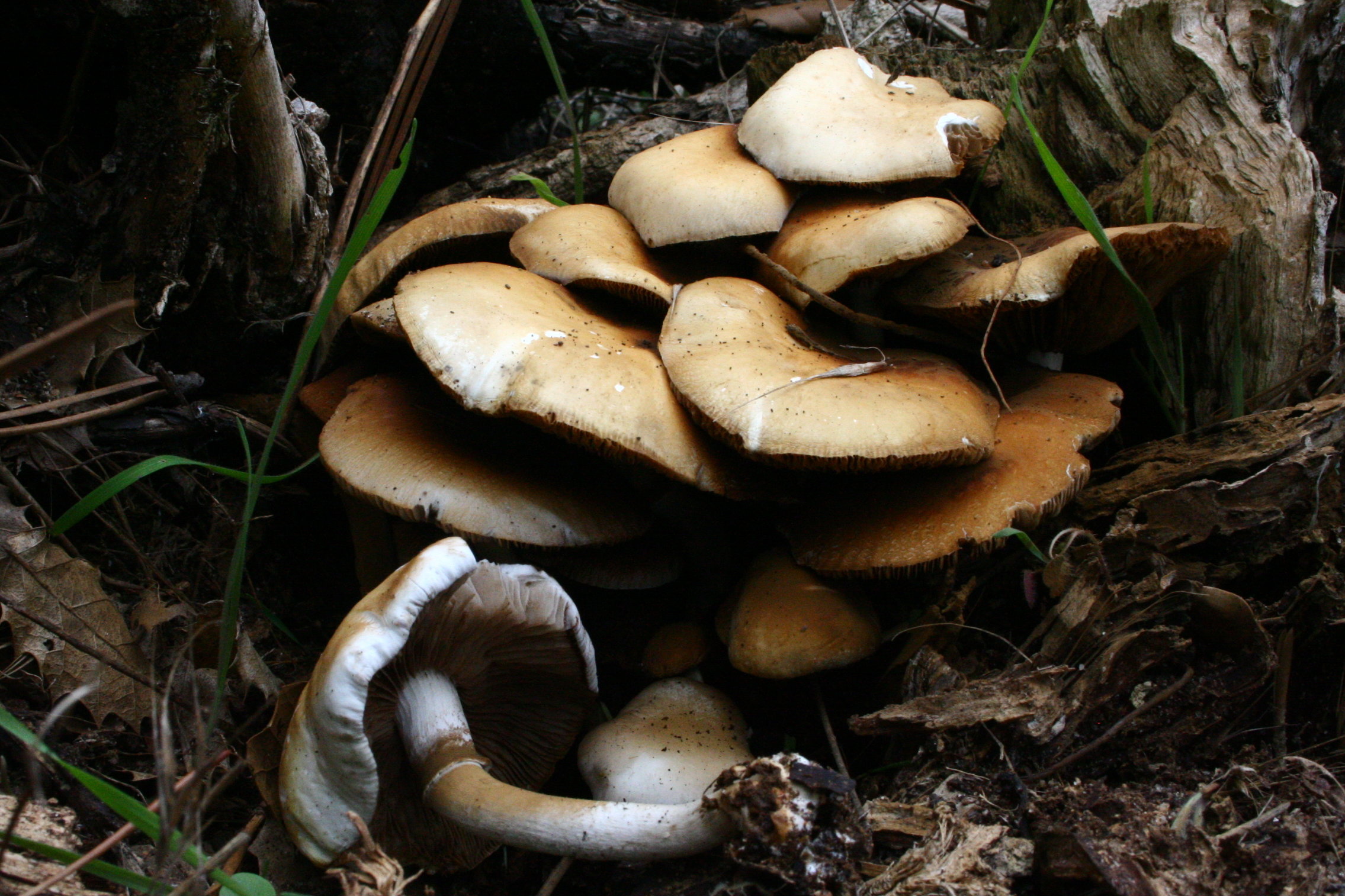 Полевка цилиндрическая (Agrocybe cylindracea)