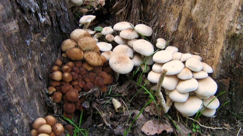 Полевка цилиндрическая (Agrocybe cylindracea)