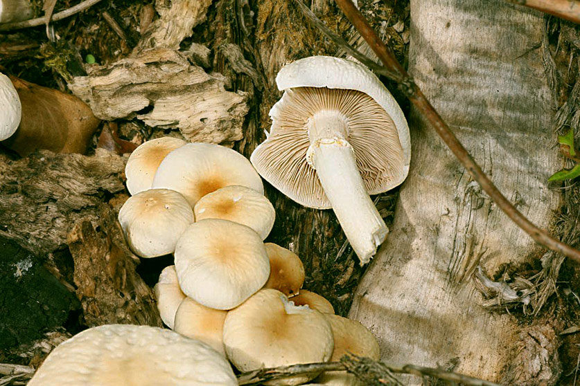 Полевка цилиндрическая (Agrocybe cylindracea)