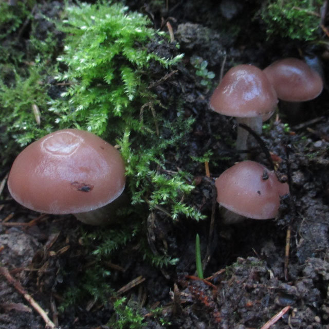 Псатирелла каштановая (Homophron spadiceum)