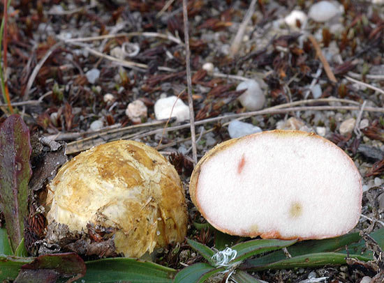 Ризопогон обыкновенный (Rhizopogon vulgaris)