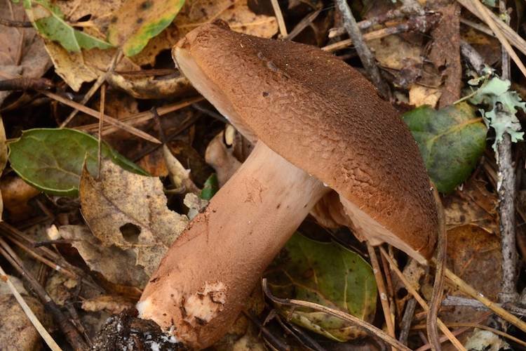 Рядовка чешуйчатая (Tricholoma imbricatum)