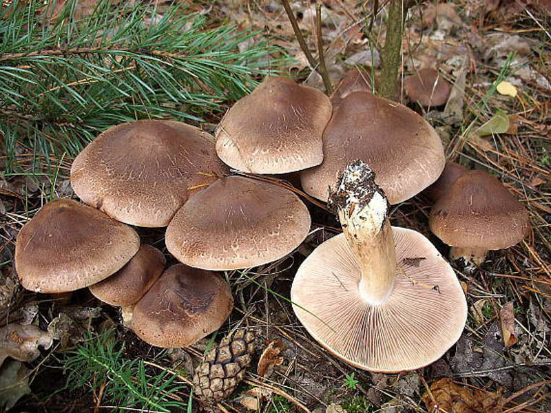 Рядовка чешуйчатая (Tricholoma imbricatum)