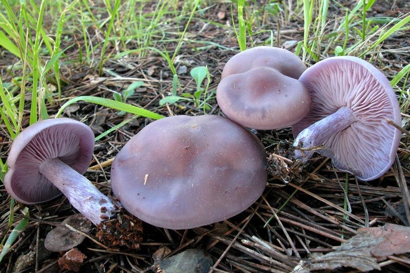 Рядовка грязная (Lepista sordida)