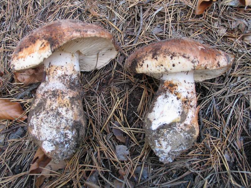 Рядовка исполинская (Tricholoma colossus)