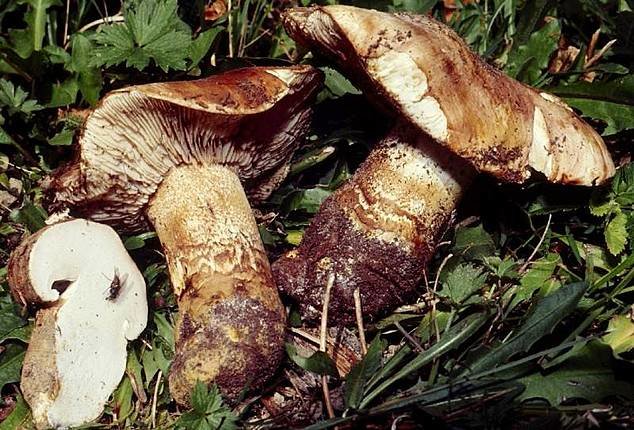 Рядовка исполинская (Tricholoma colossus)