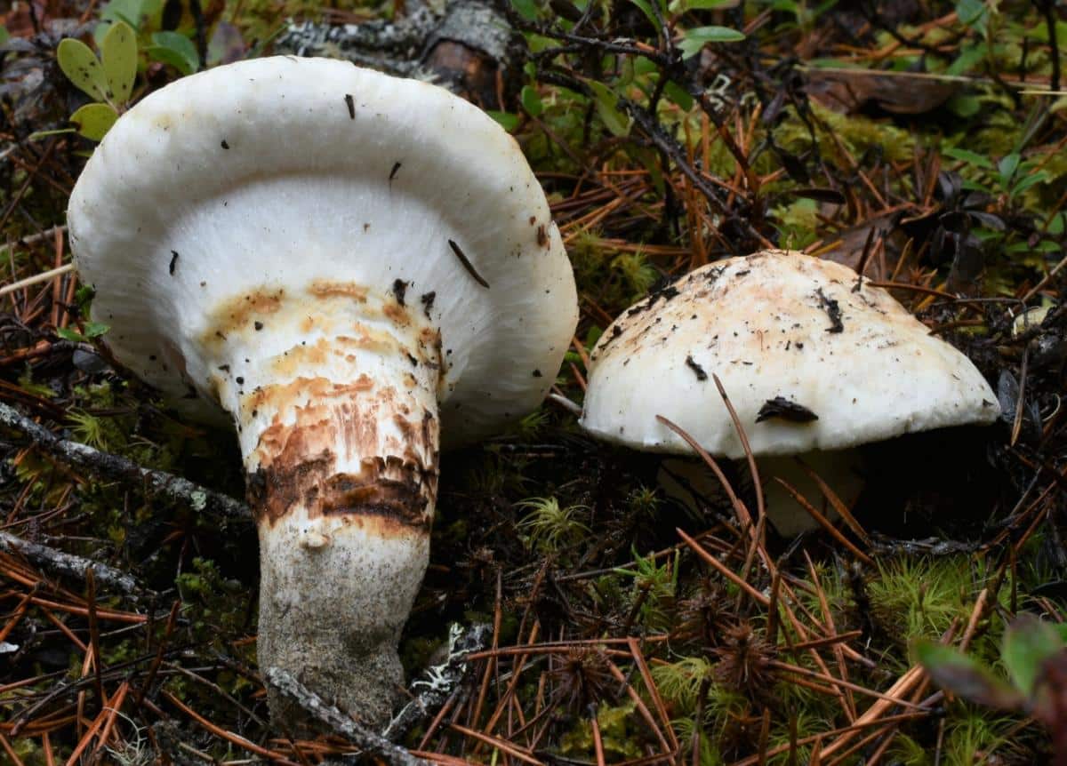 Рядовка массивная - Tricholoma magnivelare