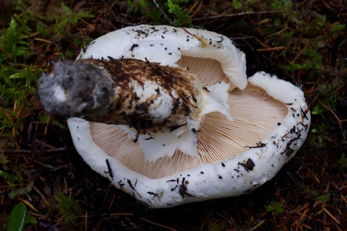 Рядовка массивная - Tricholoma magnivelare