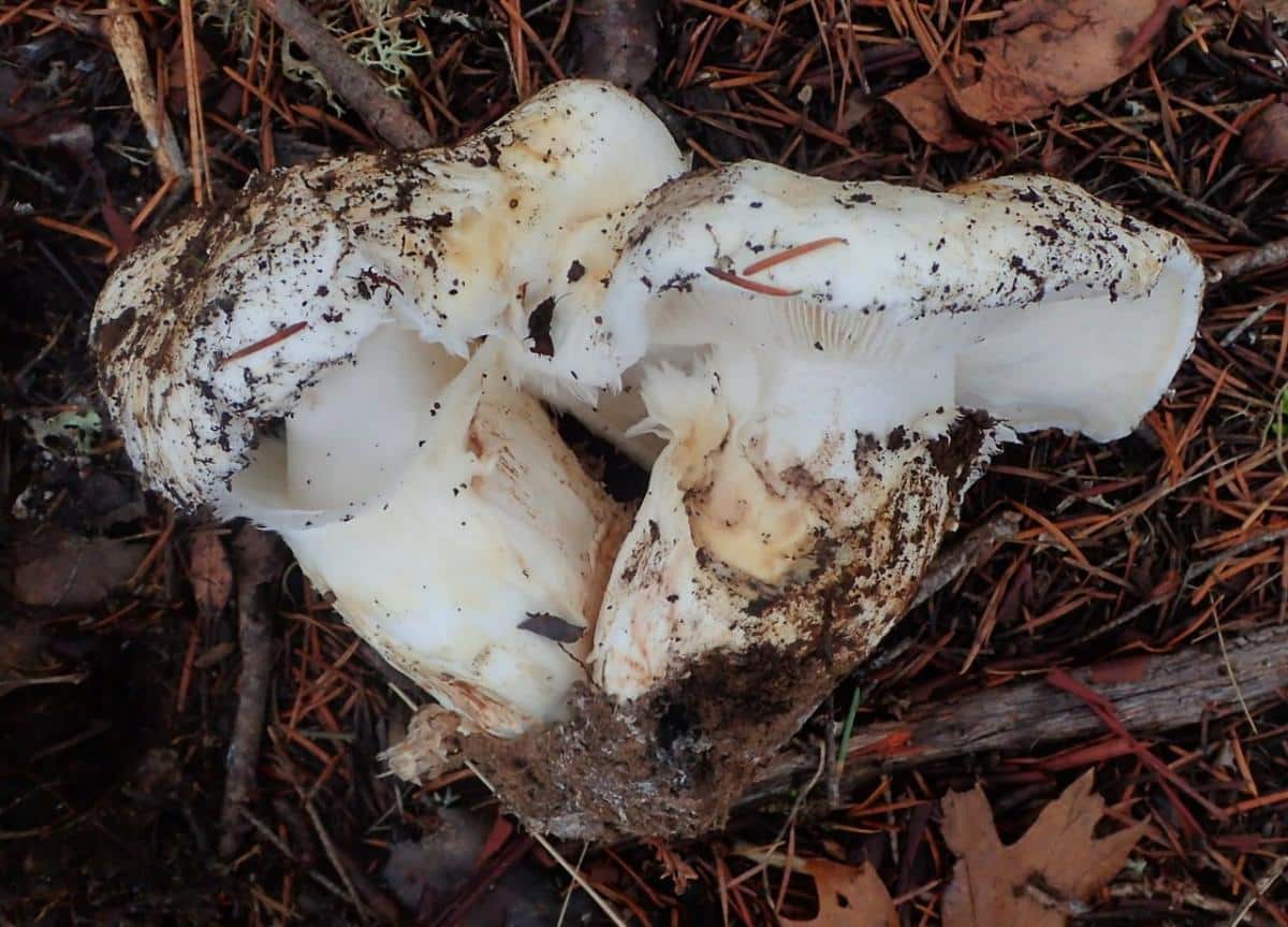 Рядовка массивная - Tricholoma magnivelare