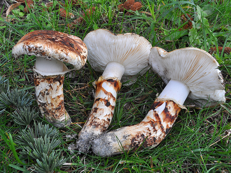 Рядовка обутая (Tricholoma caligatum)