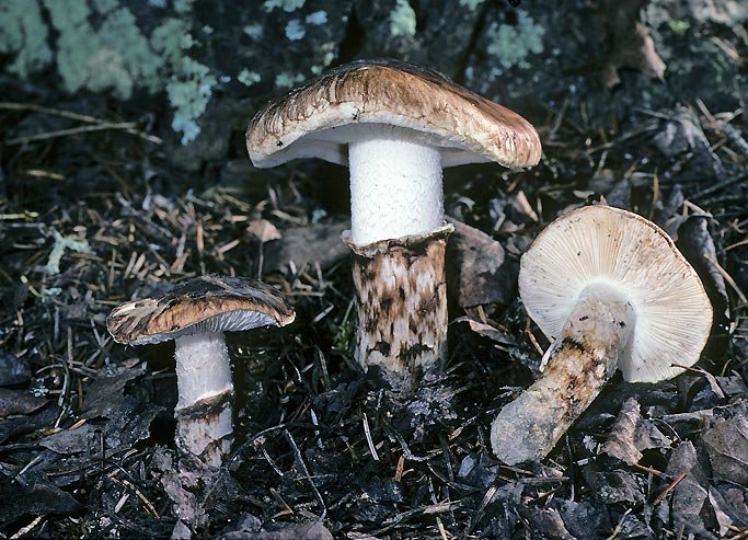 Рядовка обутая (Tricholoma caligatum)