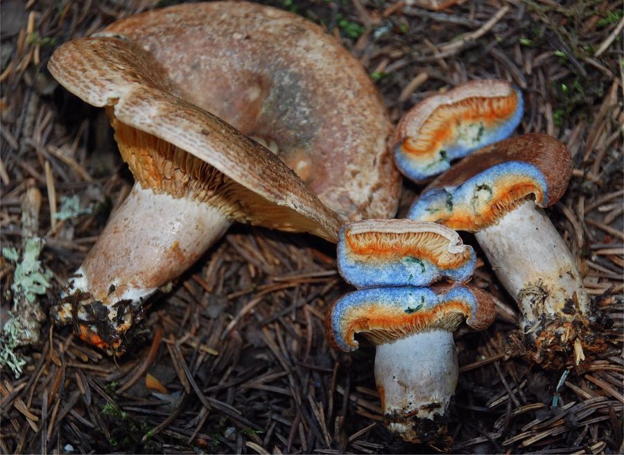 Lactarius fennoscandicus - Рыжик финский