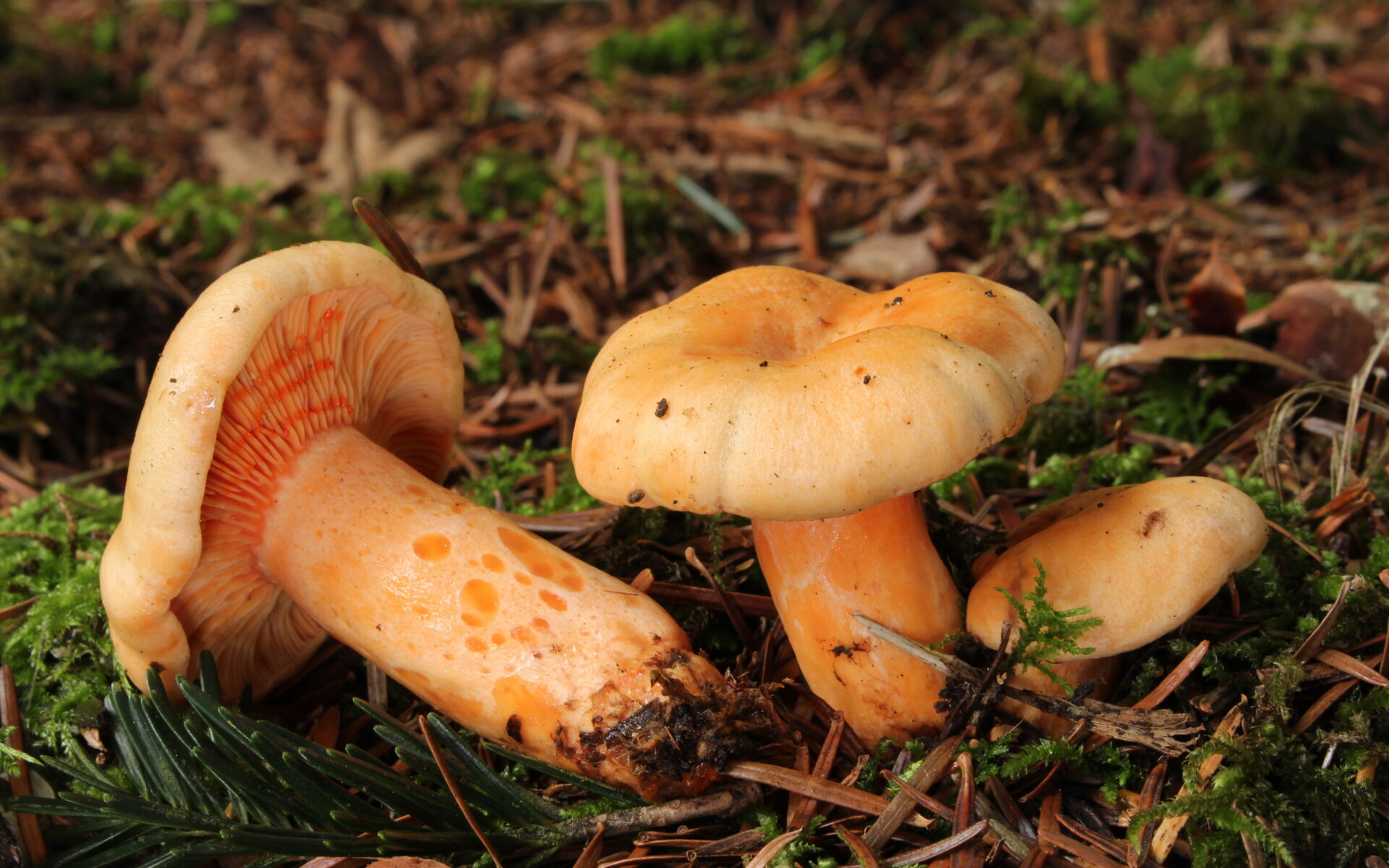 Рыжик лососёвый (Lactarius salmonicolor)