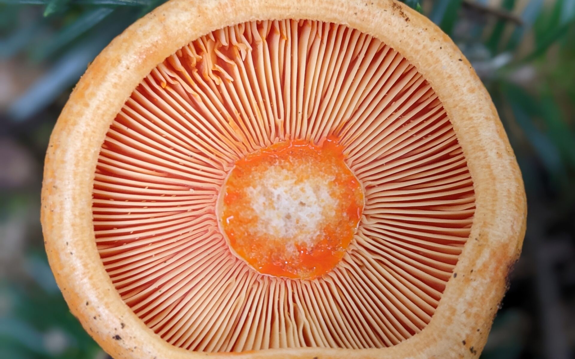 Рыжик лососёвый (Lactarius salmonicolor)