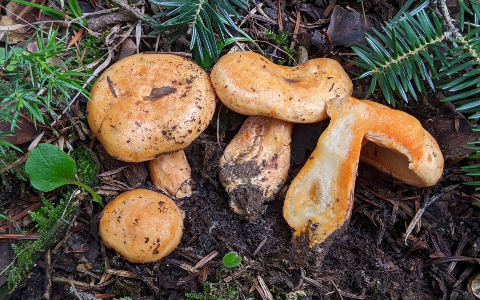 Рыжик лососёвый (Lactarius salmonicolor)