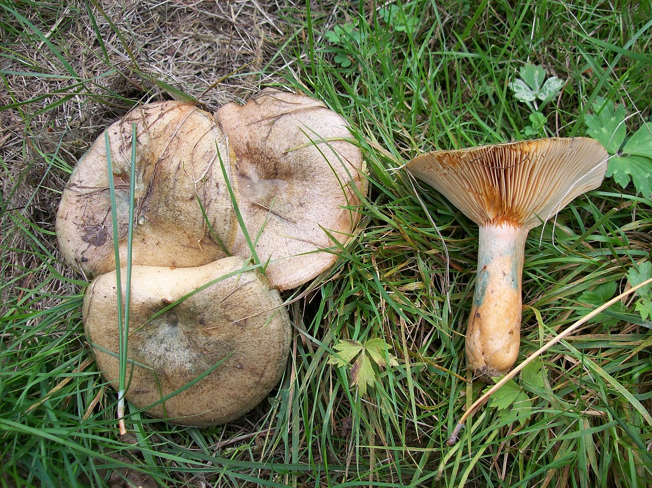 Рыжик неяркий - Lactarius quieticolor