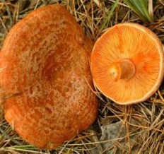 Рыжик (Рыжик настоящий) (Lactarius deliciosus)