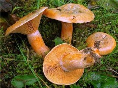 Рыжик еловый (Lactarius deterrimus)