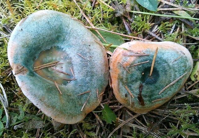 Рыжик полукрасный (Lactarius semisanguifluus)