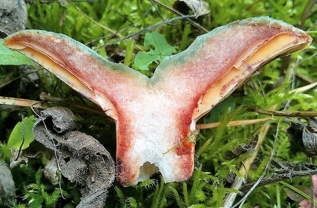 Рыжик полукрасный (Lactarius semisanguifluus)