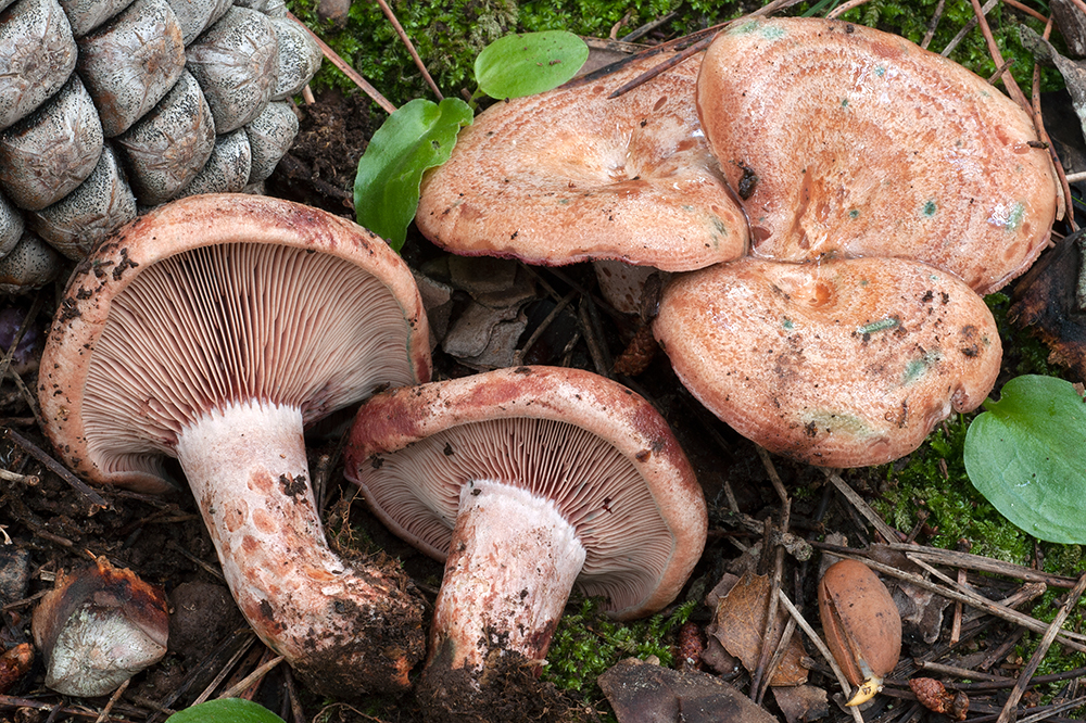 Рыжик винный (Lactarius vinosus)