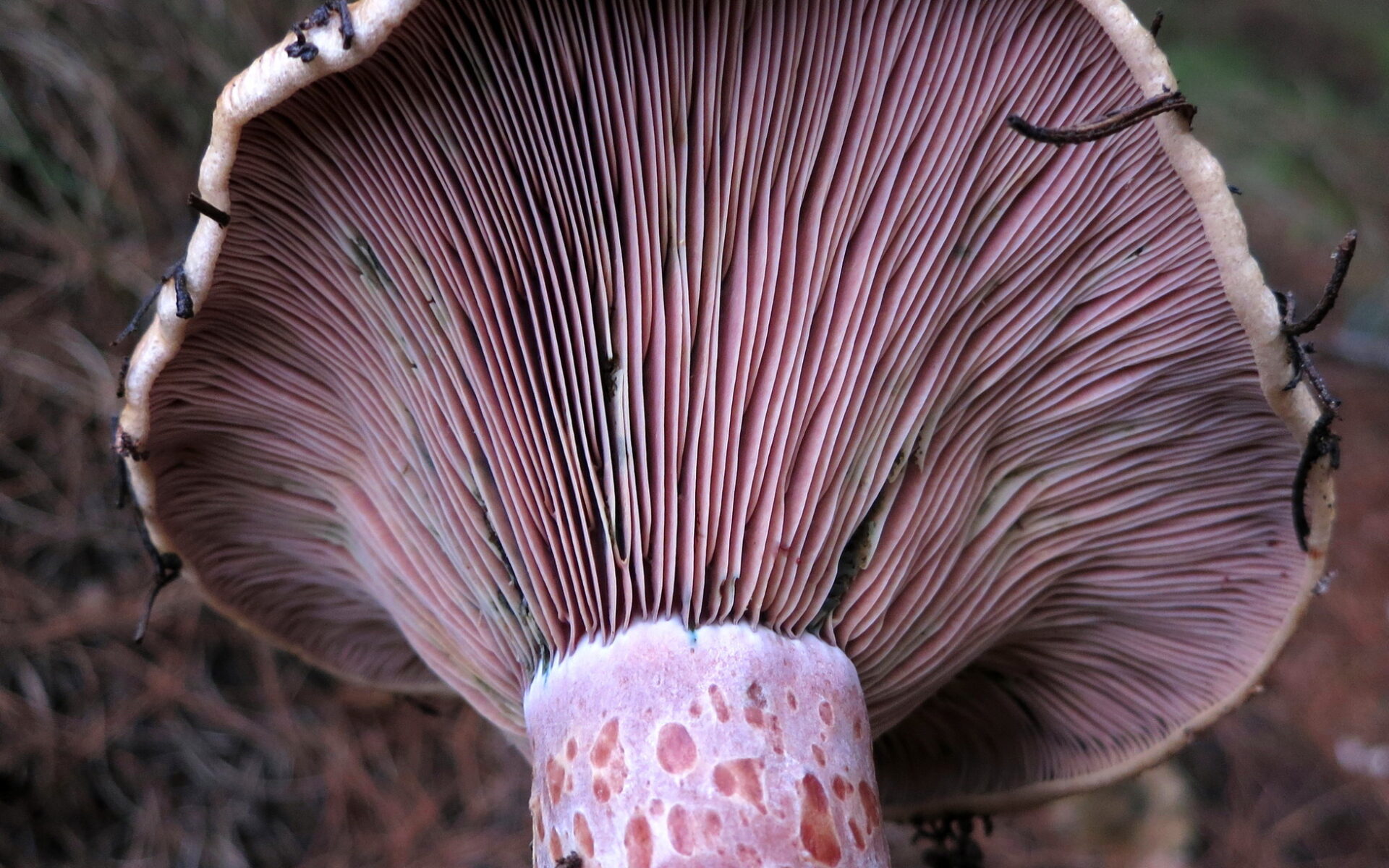 Рыжик винный (Lactarius vinosus)