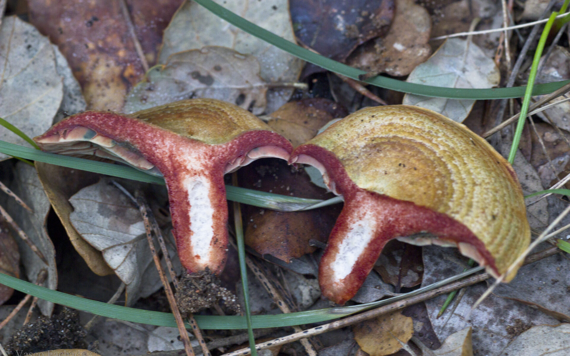 Рыжик винный (Lactarius vinosus)