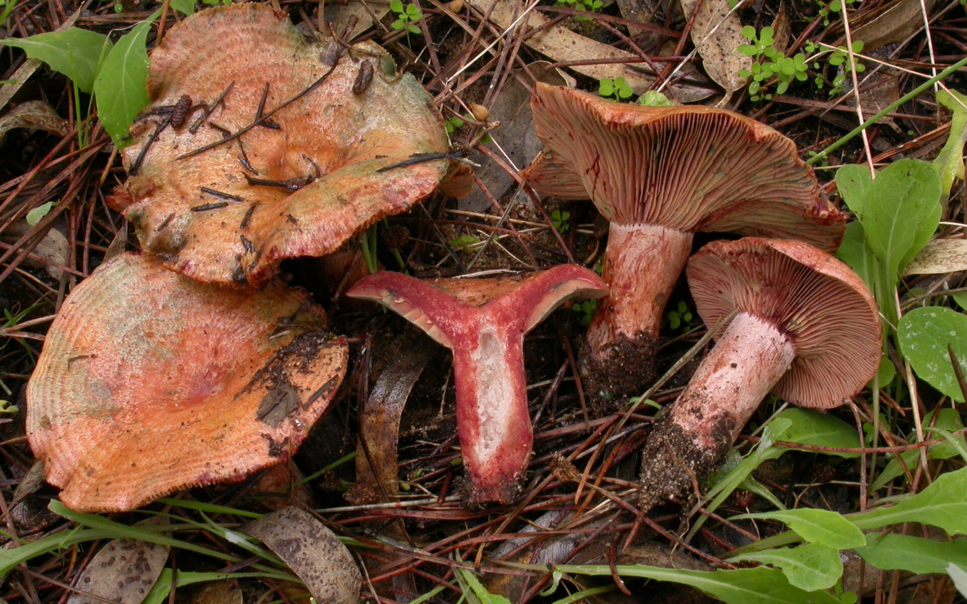 Рыжик винный (Lactarius vinosus)