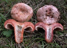 Рыжик красный (Lactarius sanguifluus)