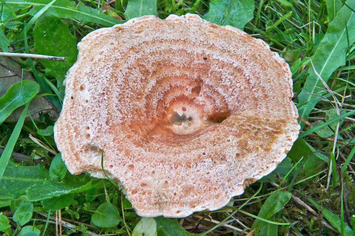 Рыжик японский (Lactarius japonicus)