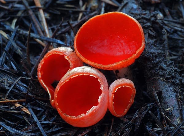 Саркосцифа алая (Sarcoscypha coccinea)