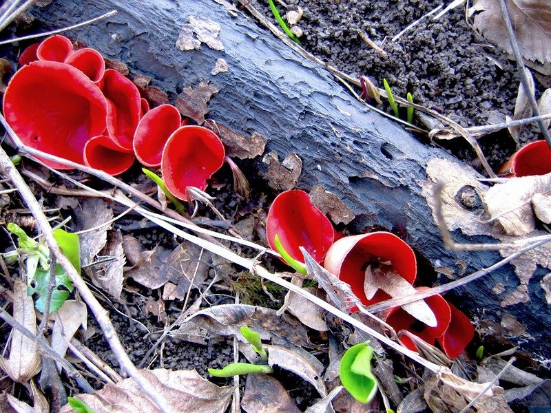 Саркосцифа алая (Sarcoscypha coccinea)