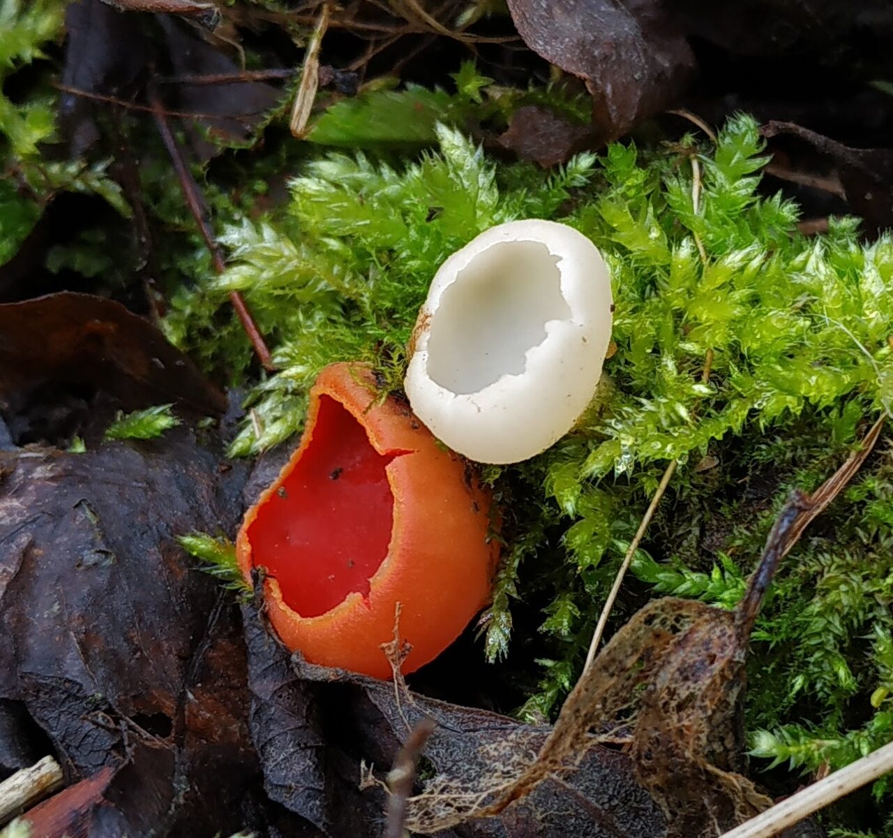 Sarcoscypha austriaca - Саркосцифа австрийская - альбинос