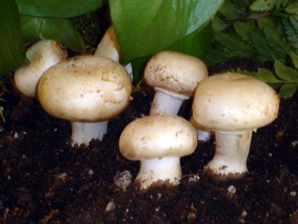 Шампиньон двуспоровый (Agaricus bisporus)