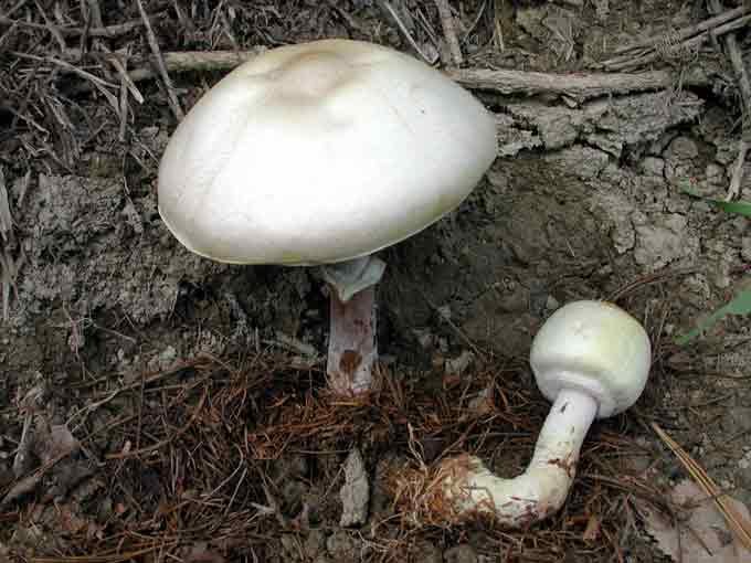 Шампиньон Эссета (Agaricus essettei)