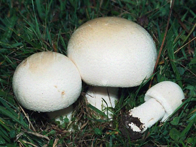 Шампиньон крупноспоровый (Agaricus macrosporus)