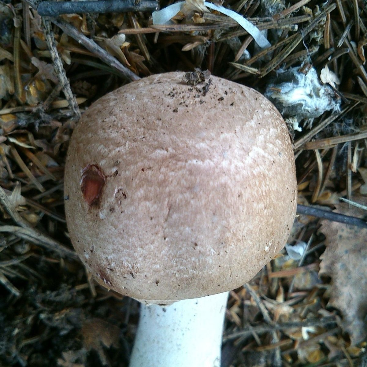 Шампиньон лесной - Agaricus sylvaticus