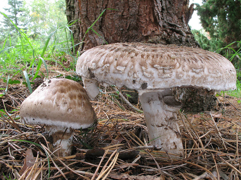 Шампиньон паровой (Agaricus vaporarius)