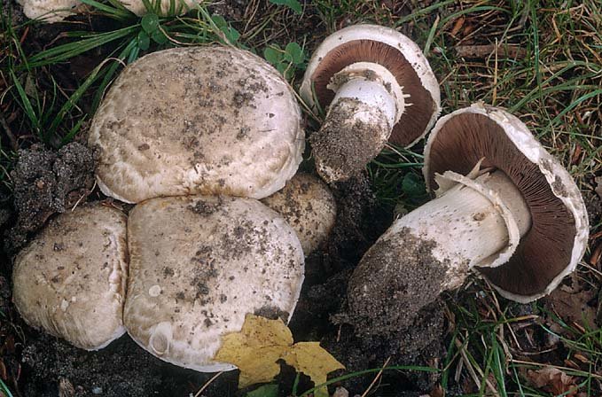 Шампиньон паровой (Agaricus vaporarius)