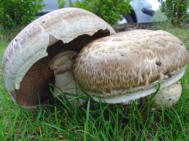 Шампиньон полуобутый (Agaricus subperonatus)