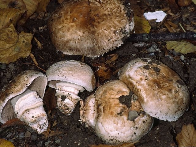 Шампиньон полуобутый (Agaricus subperonatus)