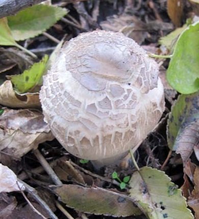 Шампиньон таблитчатый (Agaricus tabularis)