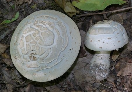 Шампиньон таблитчатый (Agaricus tabularis)