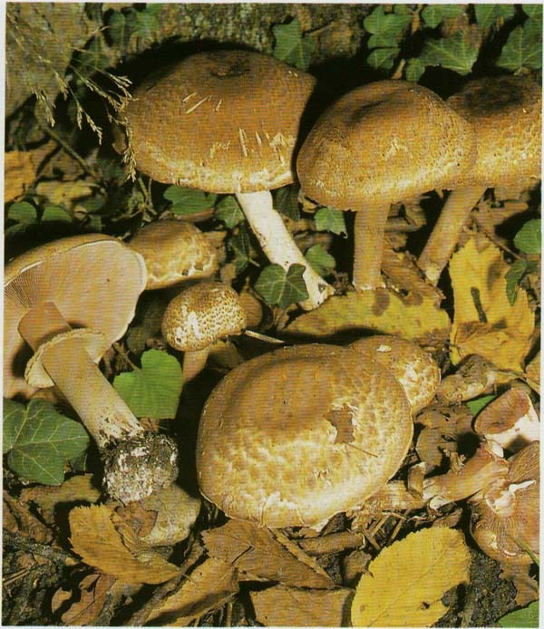 Шампиньон темно-красный Agaricus haemorroidarius