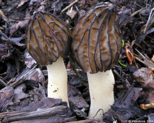 Сморчок полусвободный (Morchella semilibera)